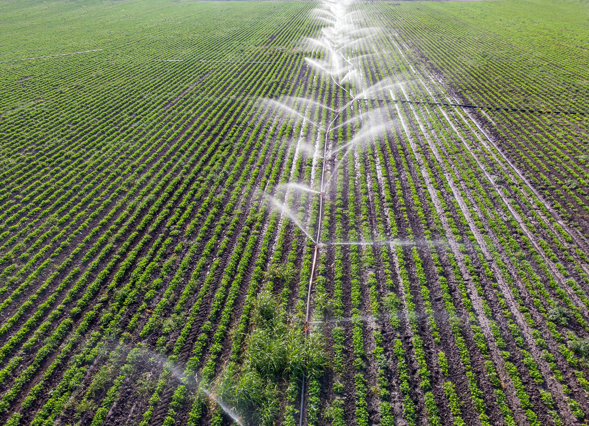 Agricultural water sprinklers watering farm plants